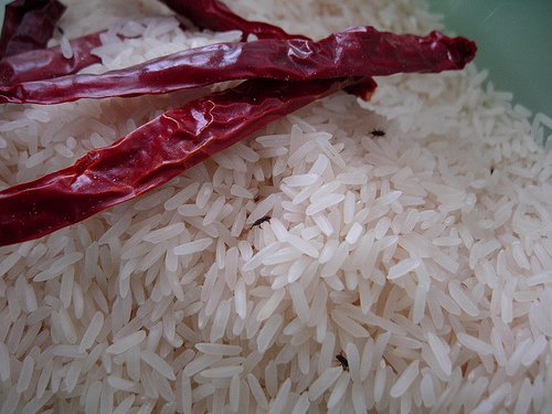 cili kering dalam beras