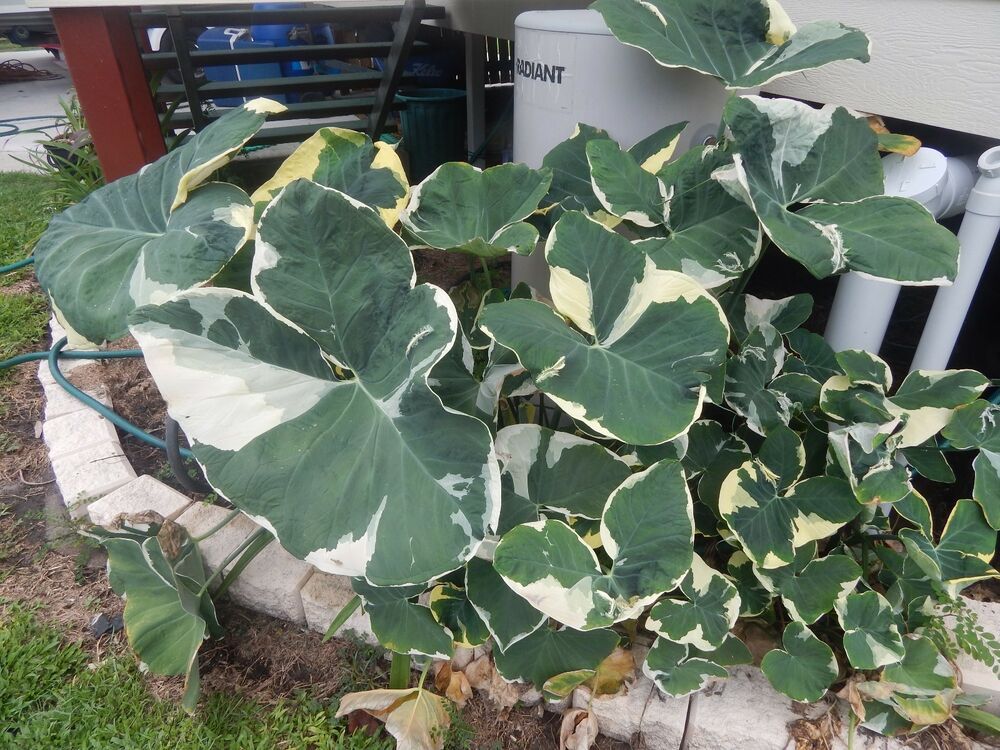 Keladi Viral: Jenis & Senarai Harga Anda Perlu Tahu