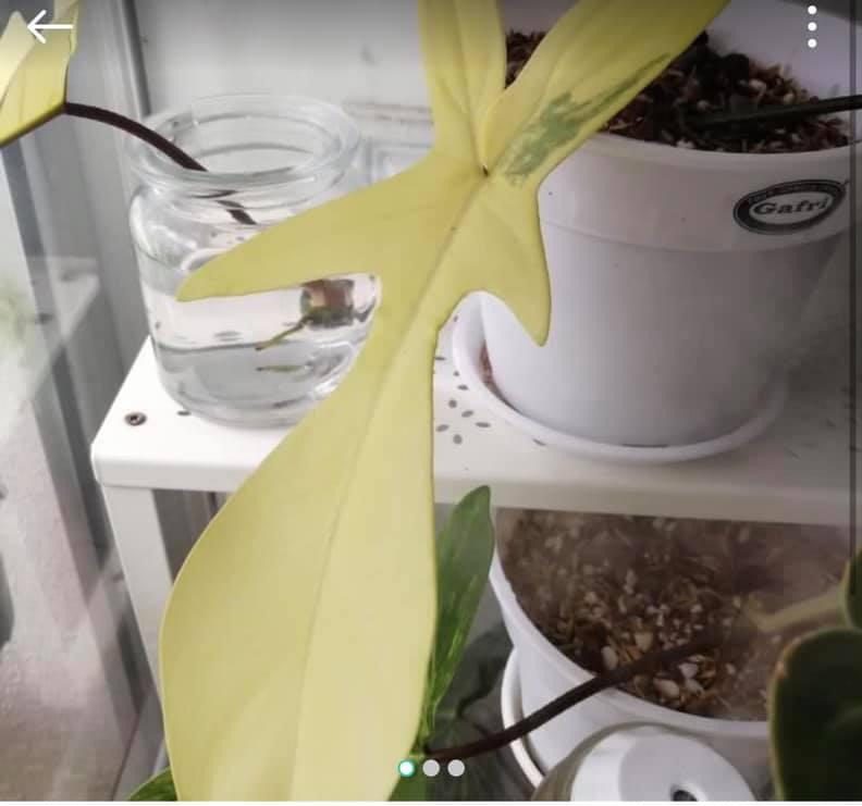 Keladi Viral: Jenis & Senarai Harga Anda Perlu Tahu