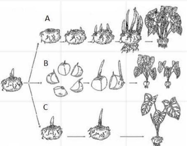 3 Kaedah Tanam Caladium Untuk Hasilkan Baka Yang Terbaik