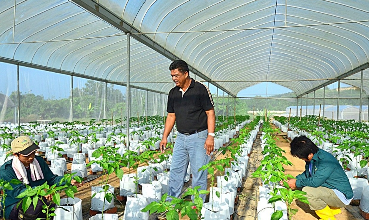 Cara Mohon Pembiayaan Agrofood Facility (AF) PKS BSN Dengan Pinjaman Sehingga RM250,000. Mohon Secara Online Sahaja