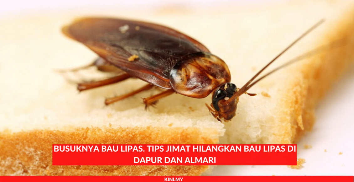 Busuknya Bau Lipas. Tips Jimat Hilangkan Bau Lipas Di Dapur Dan Almari