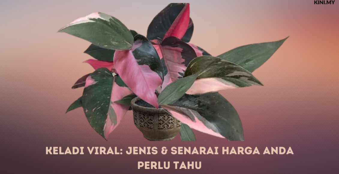 Keladi Viral: Jenis & Senarai Harga Anda Perlu Tahu