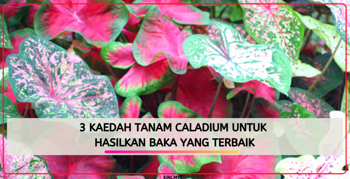 3 Kaedah Tanam Caladium Untuk Hasilkan Baka Yang Terbaik
