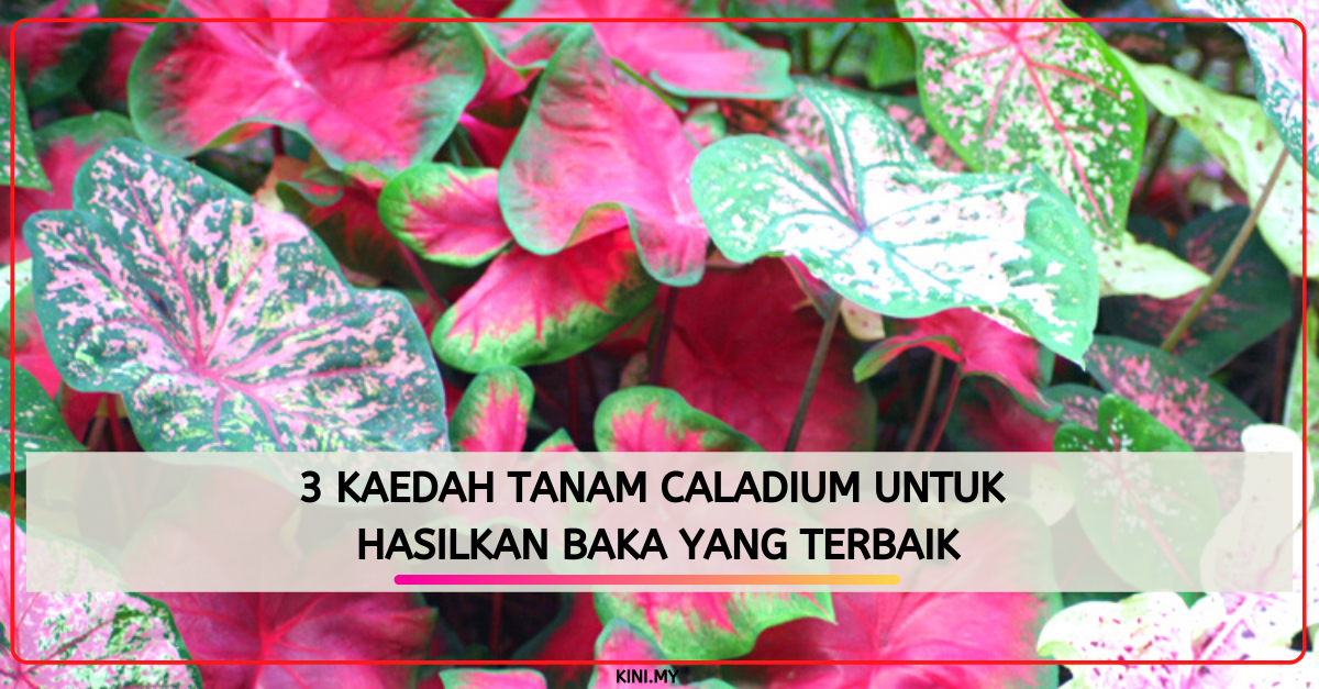 3 Kaedah Tanam Caladium Untuk Hasilkan Baka Yang Terbaik