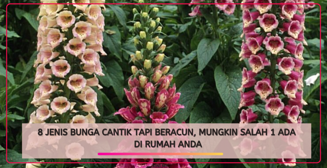 8 Jenis Bunga Cantik Tapi Beracun, Mungkin Salah 1 Ada Di Rumah Anda
